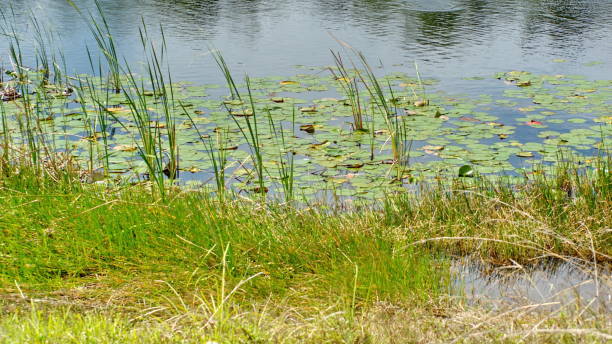 istock Vegetation in Everglades National Park 1152542350