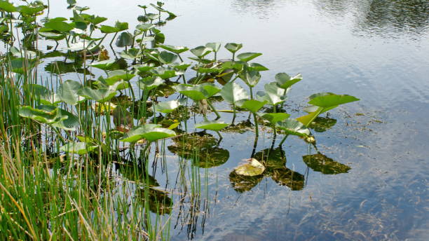 istock Spatterdock on the riverbank 1152542383