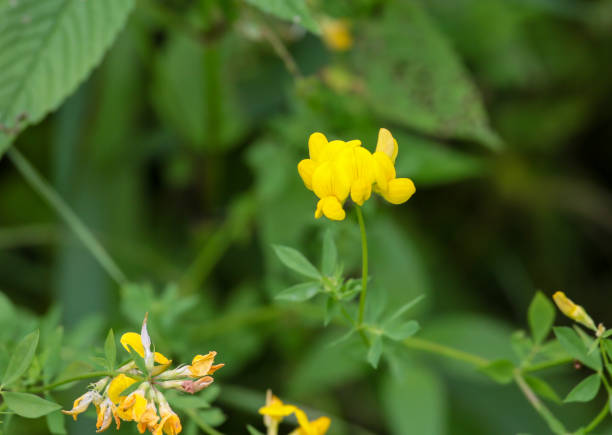 istock Wildflower in a field 1152542481