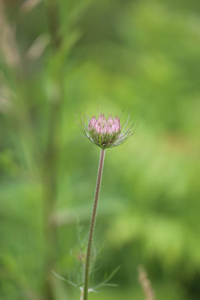 wildflowers in field Ontario Canada