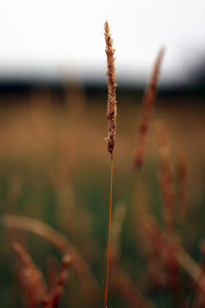 blade of wild grass in a meadow