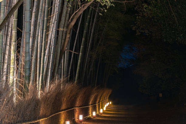 istock Arashiyama Bamboo Grove at night 1152544377