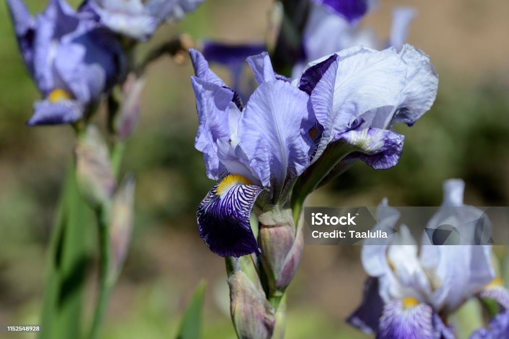 Hermosa Flor De Iris De Color Lila En El Jardín En Un Día Soleado De Cerca  Foto de stock y más banco de imágenes de Amarillo - Color - iStock