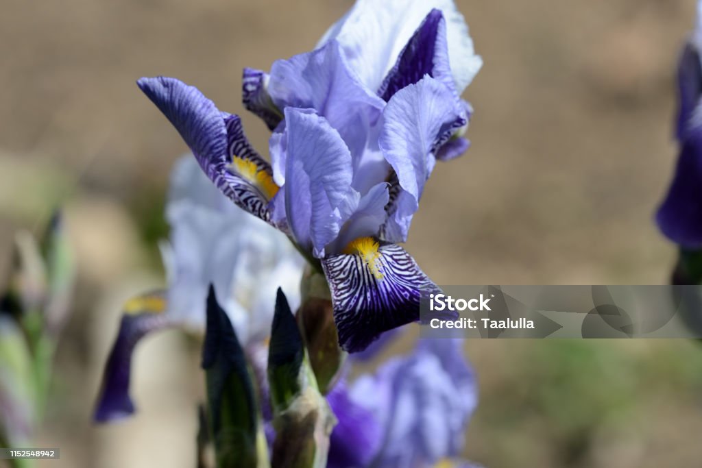 Hermosa Flor De Iris De Color Lila En El Jardín En Un Día Soleado De Cerca  Foto de stock y más banco de imágenes de Amarillo - Color - iStock