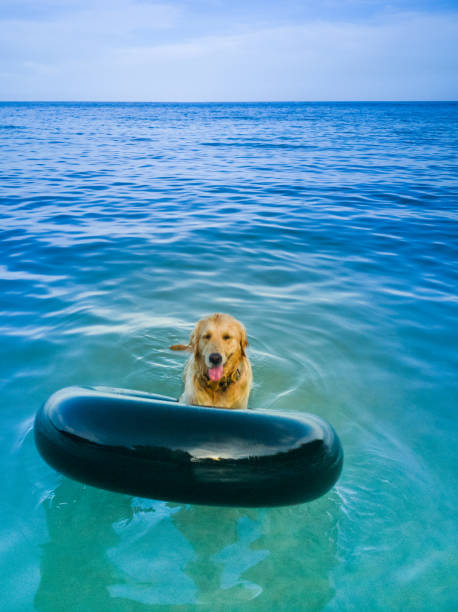 i cani marroni nuotano e giocano ad anelli di gomma in mare con divertimento. - underwater dog adult happiness foto e immagini stock