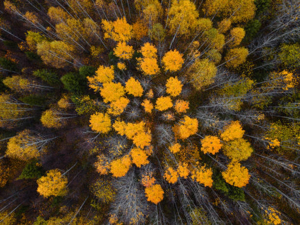 istock Autumn forest aerial drone view. 1152549665