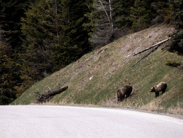 istock Bear on the Side of the Road 1152550168