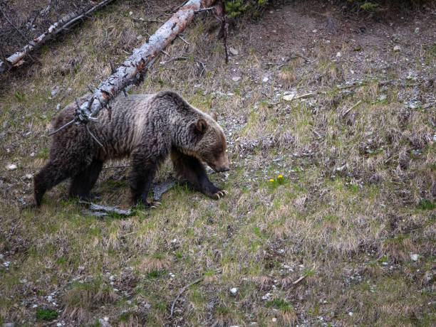 istock Grizzly Bear at Glacier National Park 1152550727
