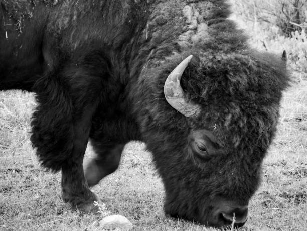 istock Bison Grazing at Yellowstone National Park 1152550905