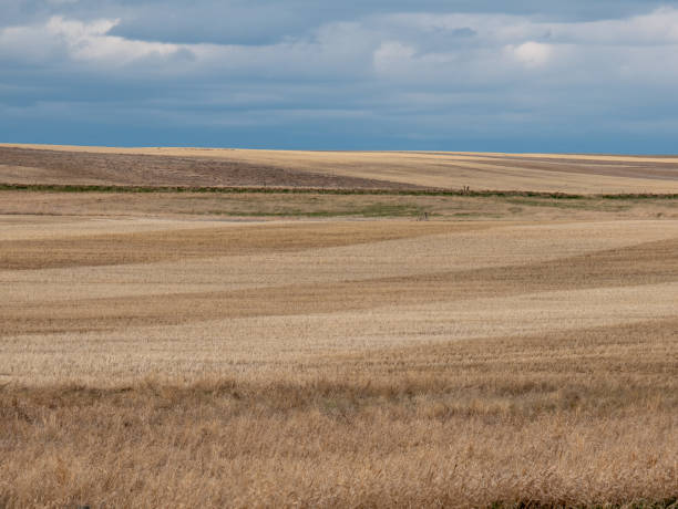 wide-sweeping farmland plains in montana - dusk blue montana landscape imagens e fotografias de stock