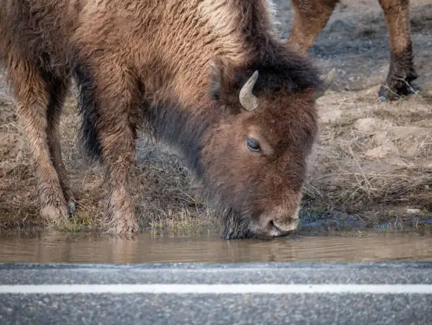 At Yellowstone National Park