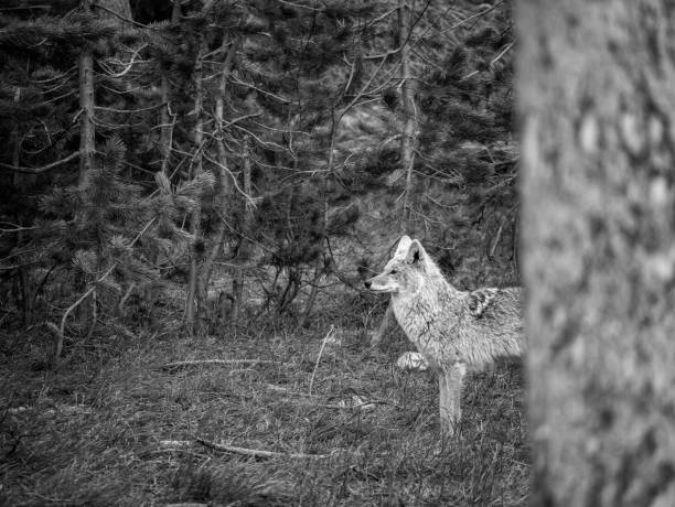 istock Red Fox at Glacier National Park 1152551013