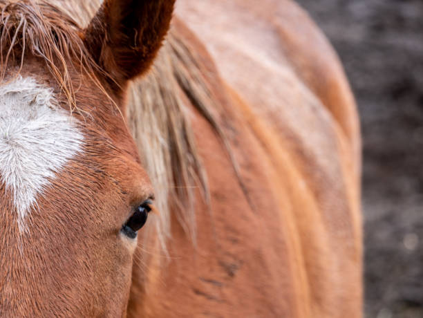 istock Close-Up of a Horse's Eye 1152551716