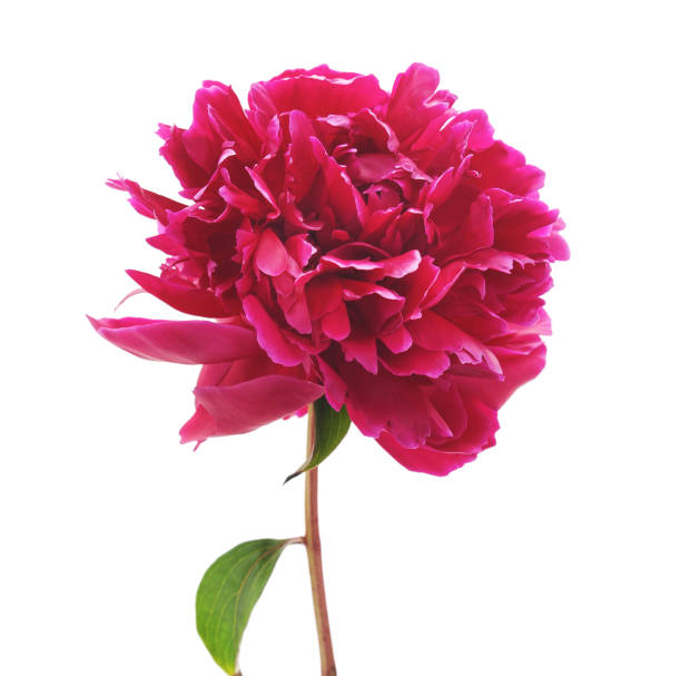 istock One flower of the peony. 1152551752