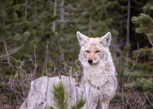 istock Red Fox at Glacier National Park 1152551765
