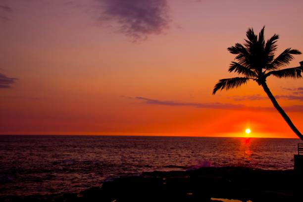 istock Colorful sunset whit a palm 1152553557