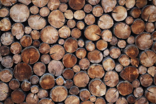 Log Ends Wall of logs laying on top of each other so only the flat ends with rings are visible woodpile stock pictures, royalty-free photos & images