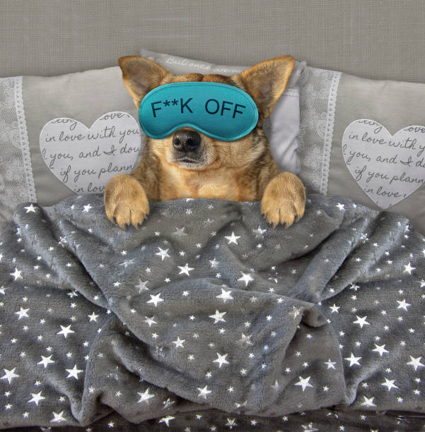 istock Dog with a sleep mask in bed 3 1152554962