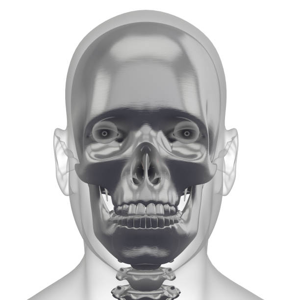 istock 3d rendering illustration of skull bone 1152555123