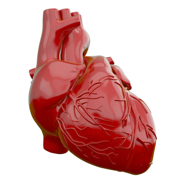 istock 3d rendering illustration of heart 1152555178