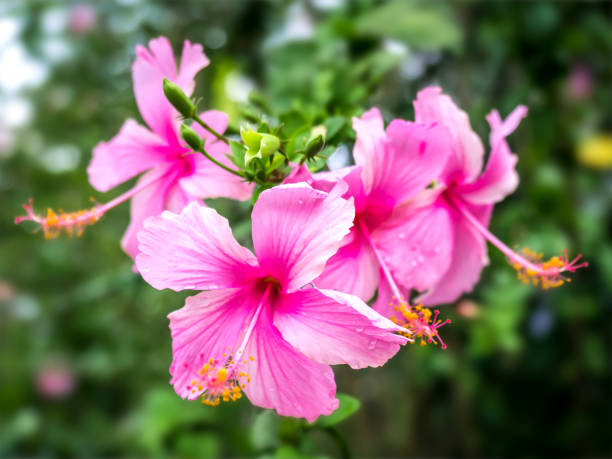 istock Pink hibiscus flowers pink 02 1152556154
