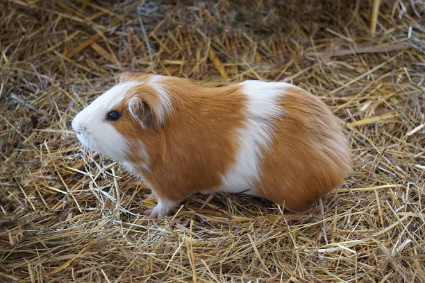 istock Brown and white guinea pig 1152559649