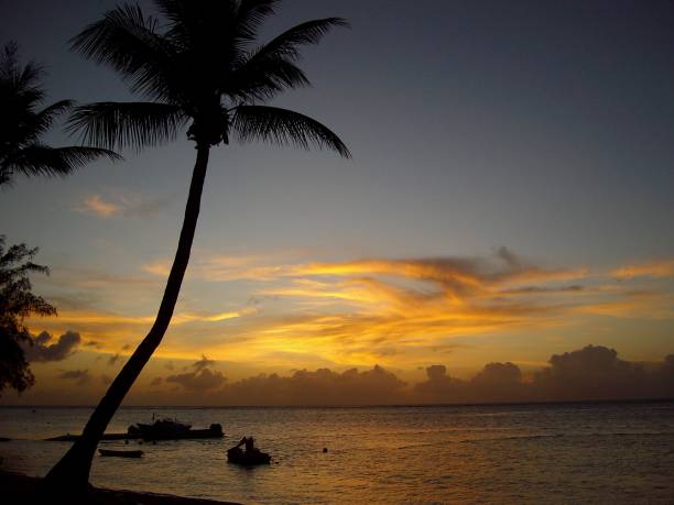istock Coconut trees by the beach at sunset 1152559758