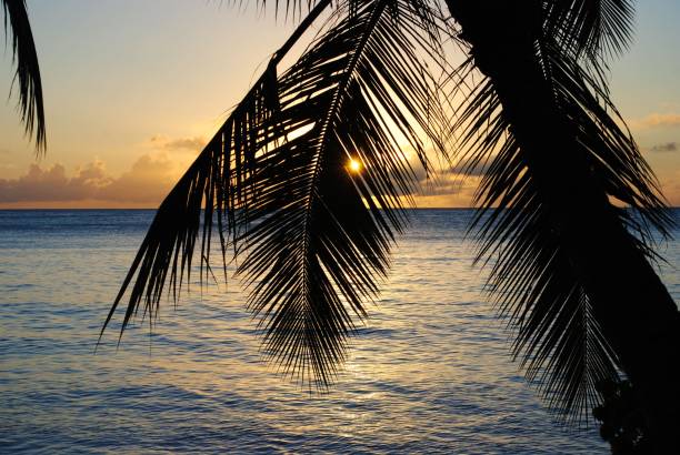 istock Sunset through the palm leaves 1152559768