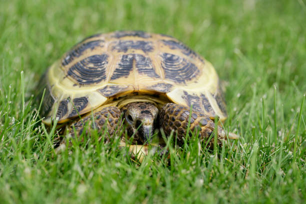 istock Russian Tortoise on green grass 1152560454