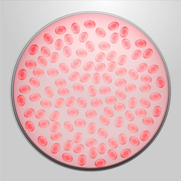 czerwone krwinki - petri dish stock illustrations