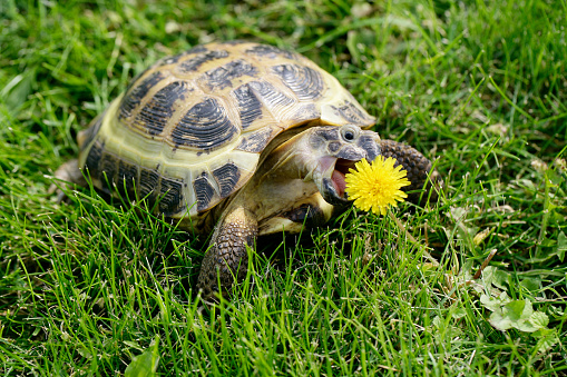 Russian (Central Asian) Tortoise on green grass eating a dandelion.