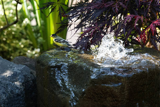 istock American Goldfinch 3918 1152564722