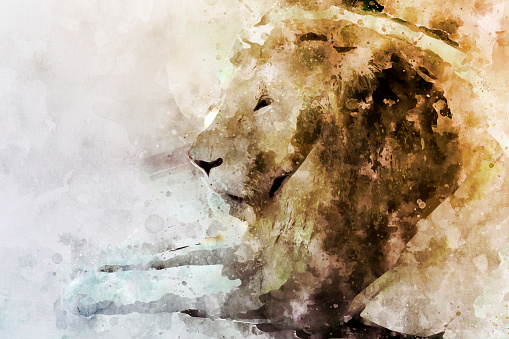 Watercolor portrait image of male lion, digital illustration
