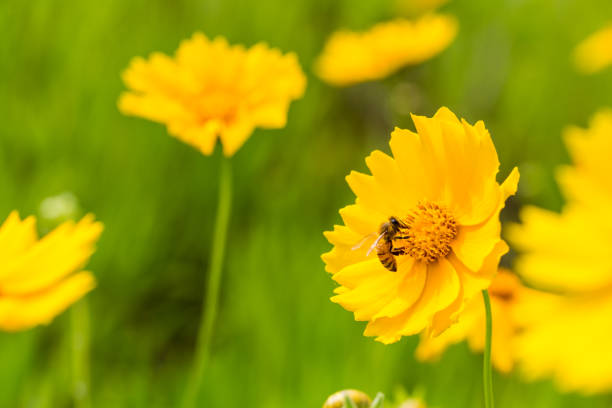 the bee closeup on the blooming yellow flower,  coreopsis lanceolata