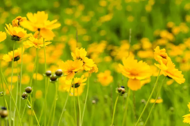 closeup of  the yellow coreopsis flower blooming in early summer