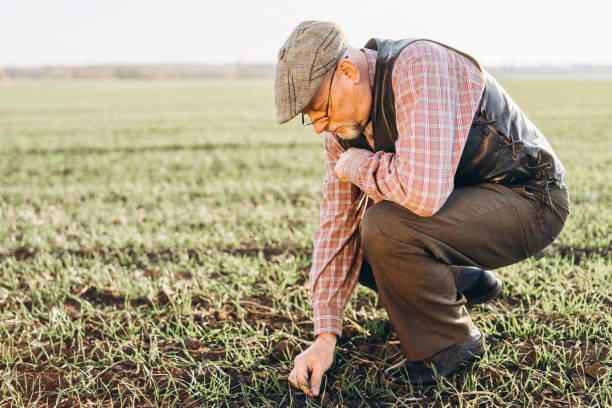 istock Adult farmer checking plants on his farm. 1152568480