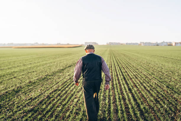 istock Adult farmer checking plants on his farm. 1152568482