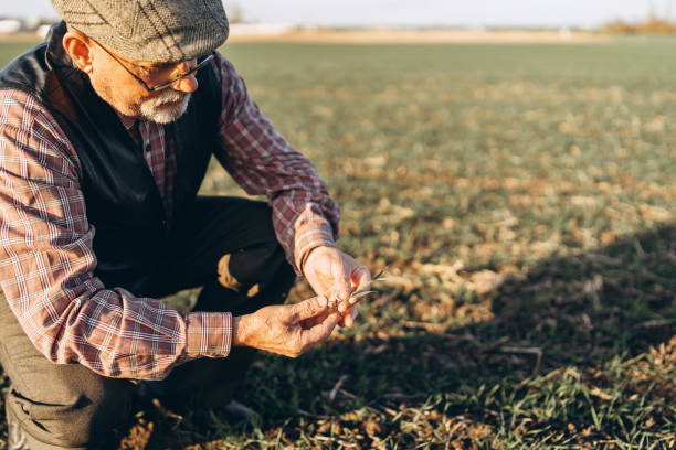 istock Adult farmer checking plants on his farm. 1152568489