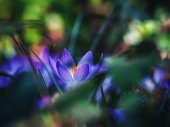 crocus.jpg?b=1&s=170x170&k=20&c=YlXJLs_eUOm8Fof-hfrBZ_ZfXZeveqkDAFFuZwFtLk4=