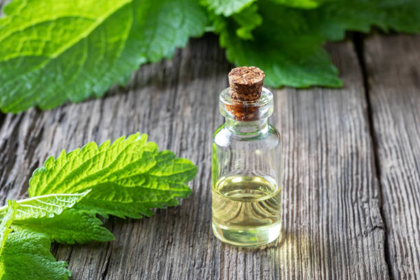 istock A bottle of melissa essential oil with fresh melissa 1152570149
