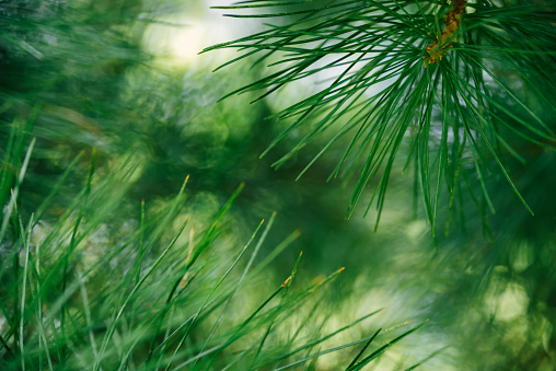 Close up of evergreen tree with cone.macro