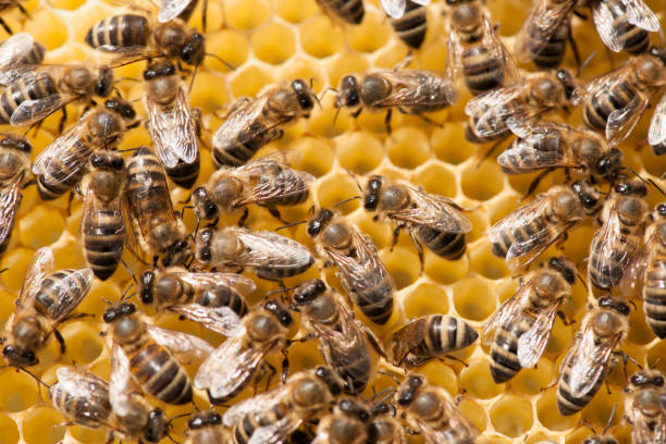 istock Honey bees working on honey comb 1152571759