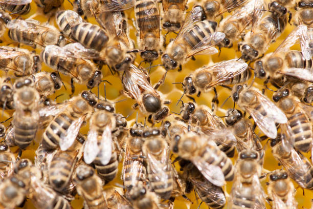 istock Bee mother on honeycomb with surrounded  honeybees layong eggs 1152571769