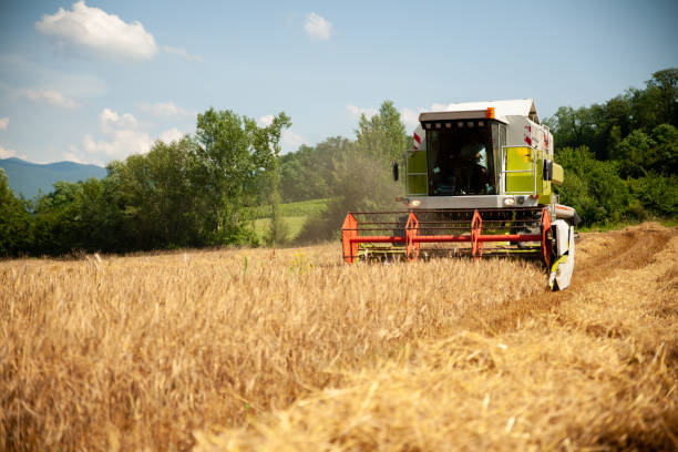 istock combine harvesting grain  on a hot summer afternoon - agriculture . 1152571820