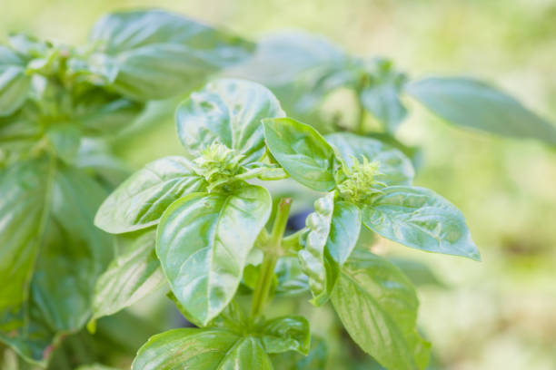 istock Basil plants in the garden in late summer 1152571839