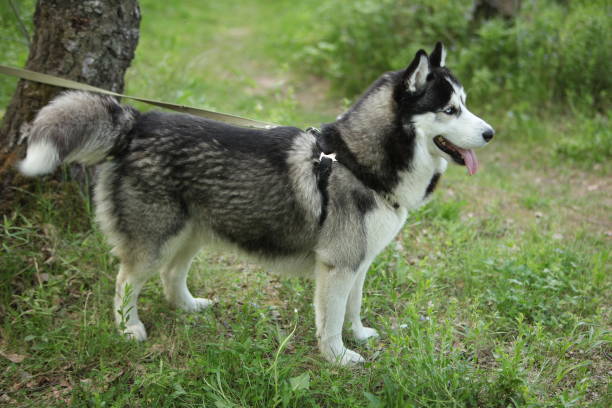 istock dog breed husky on nature in the park 1152573019