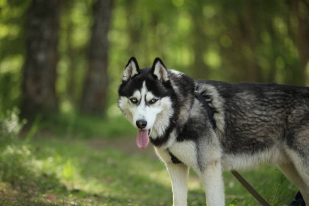 istock dog breed husky on nature in the park 1152573028