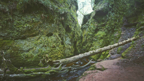 istock Mountain ravine. Rocks covered with moss and brake 1152573260