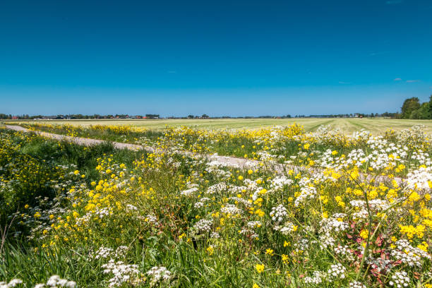 istock Rapeseed and cow parsley at the roadside 1152573264
