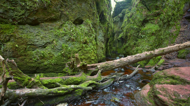 istock Mountain ravine. Rocks covered with moss and brake 1152573373